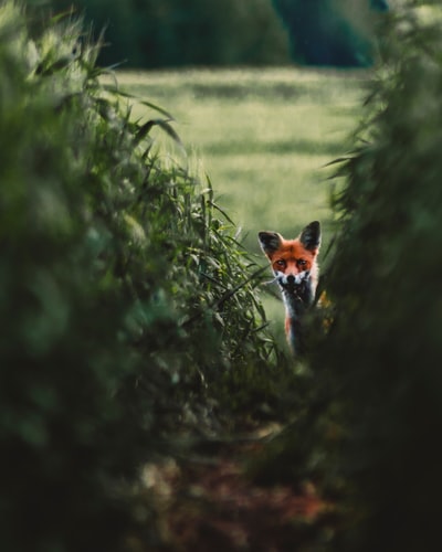 红狐狸在草地上
